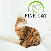 Fine Cat