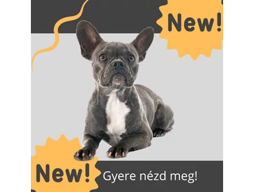 Újdonságok Újdonságok