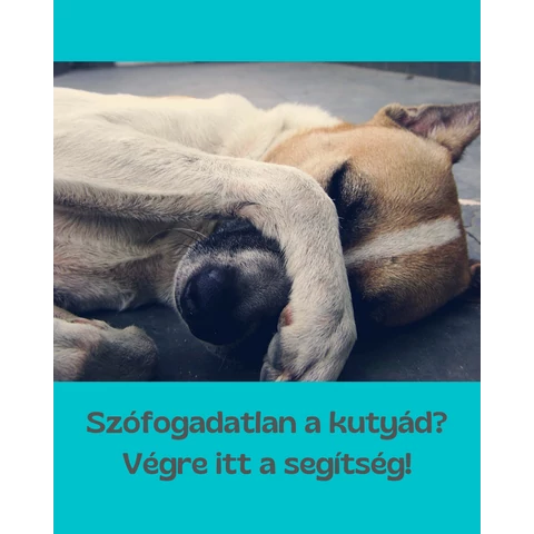 Szófogadatlan a kutyád? Végre itt a segítség!