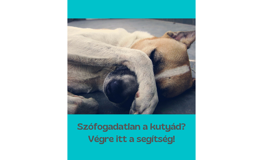 Szófogadatlan a kutyád? Végre itt a segítség!